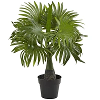 15.5" Potted Mini Fountain Palm Plant