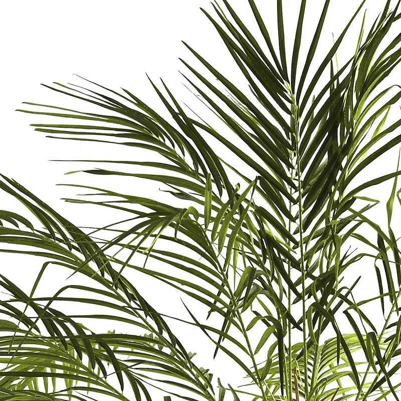 6ft. Potted Robellini Palm Tree