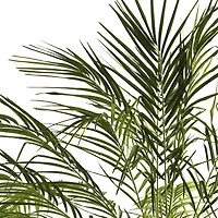 6ft. Potted Robellini Palm Tree