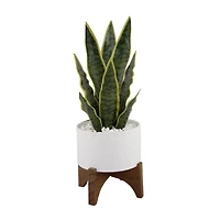 Flora Bunda® 15.5" Snake Plant In 5" Caveman Ceramic Planter