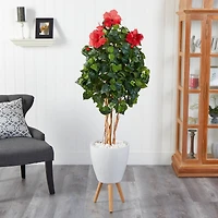 6ft. Hibiscus Tree in White Planter with Stand
