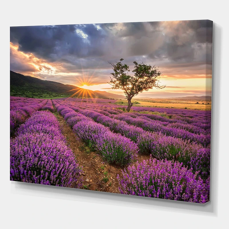 Designart - Sunrise & Dramatic Clouds Over Lavender Field VIII