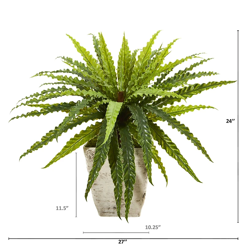 24" Asplenium in Country White Planter