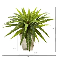 24" Asplenium in Country White Planter