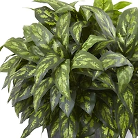 37" Silver King Plant with Slate Planter