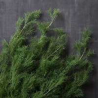 12 Pack: Green Springeri Fern Bush by Ashland®