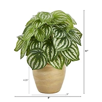 11" Watermelon Peperomia Plant in Ceramic Planter