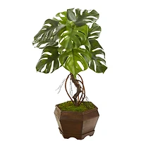 2.5ft. Monstera in Decorative Planter