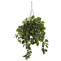 3ft. Pothos Hanging Basket