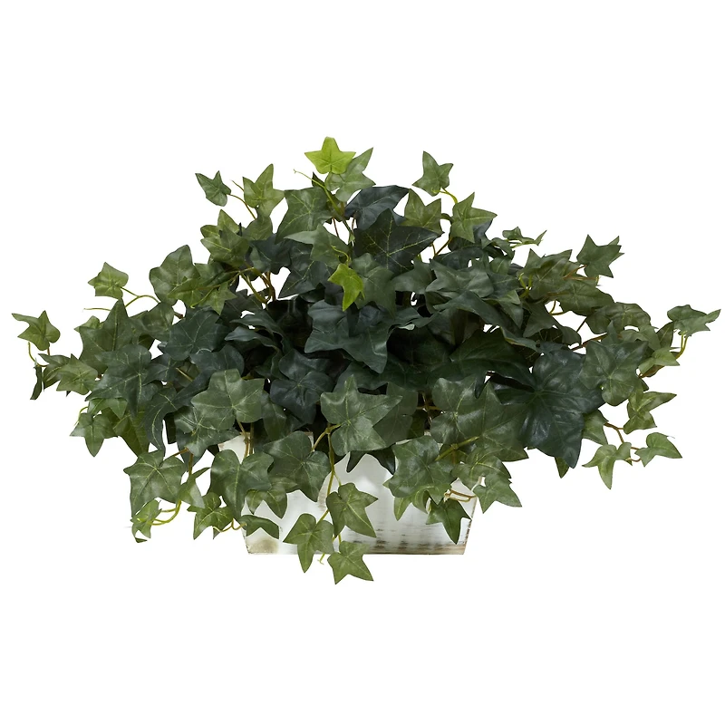 14" Ivy in White Planter