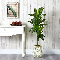 4ft. Dracaena Plant in Flower Print Planter