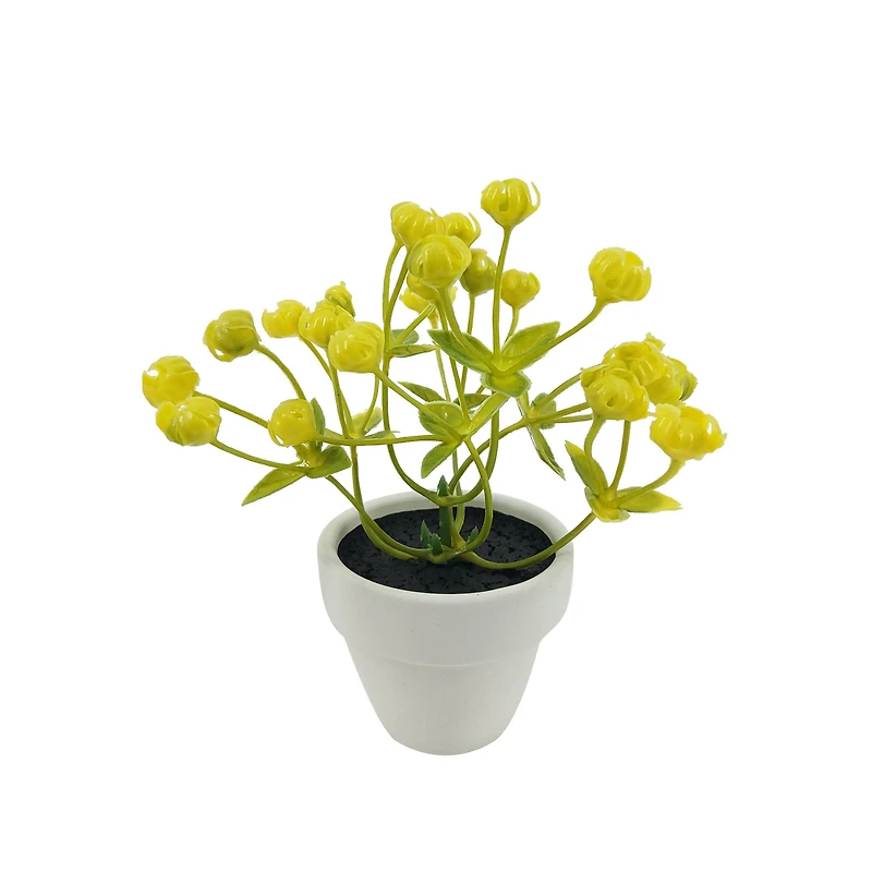 Assorted Micro Plant, 1pc. by Ashland®