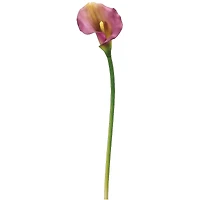 Purple Calla Lily Stem