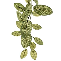 8 Pack: Fittonia Hanging Bush by Ashland®