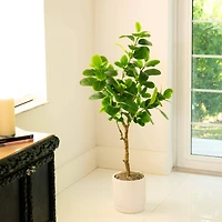 4ft. Artificial Audrey Ficus Tree