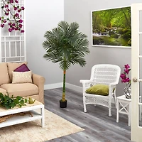 6ft. Potted Golden Cane Palm Tree