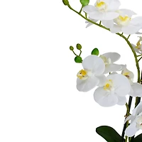 22" White Orchid Plant in White Oval Pot