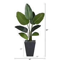 4ft. Travelers Palm Tree in Slate Planter