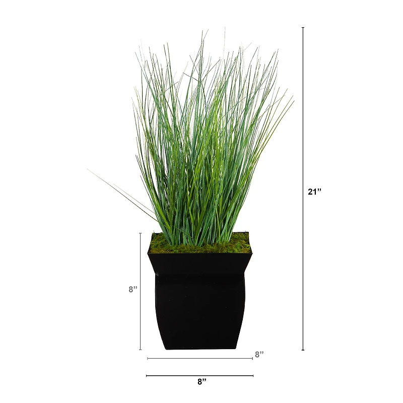 21" Onion Grass Plant in Black Metal Planter