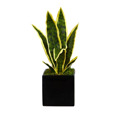 16" Snake Plant in Decorative Black Planter