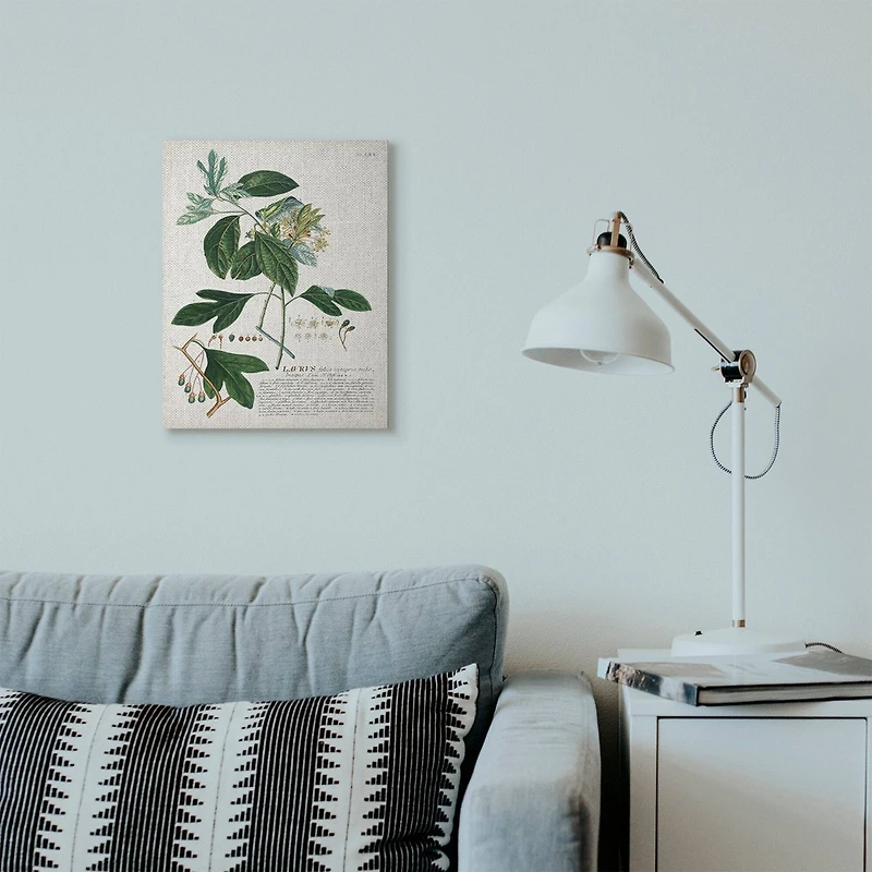 Stupell Industries Botanical Green Plant Illustration Wall Art
