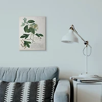 Stupell Industries Botanical Green Plant Illustration Wall Art