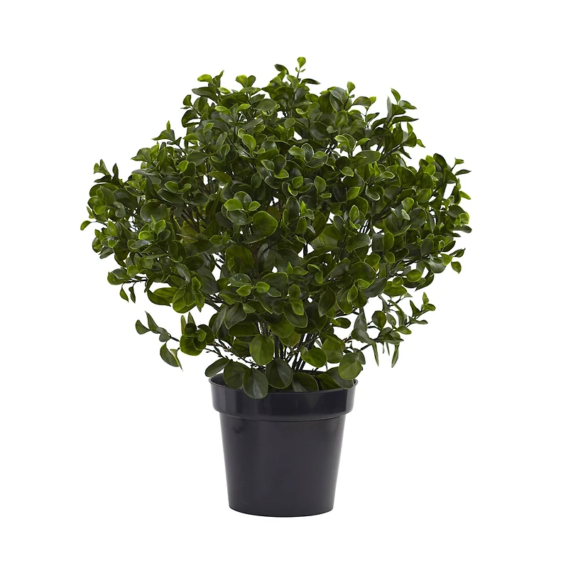 2.5ft. Potted Peperomia Plant