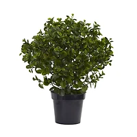 2.5ft. Potted Peperomia Plant