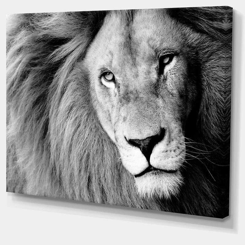 Designart - Lion Head in Grey