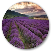 Designart - Lavender Field At Dawn I