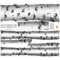 WallPops Silver Birches Wall Art Kit