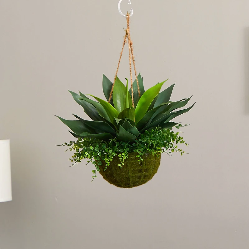 13" Agave & Maidenhair Plant in Hanging Basket