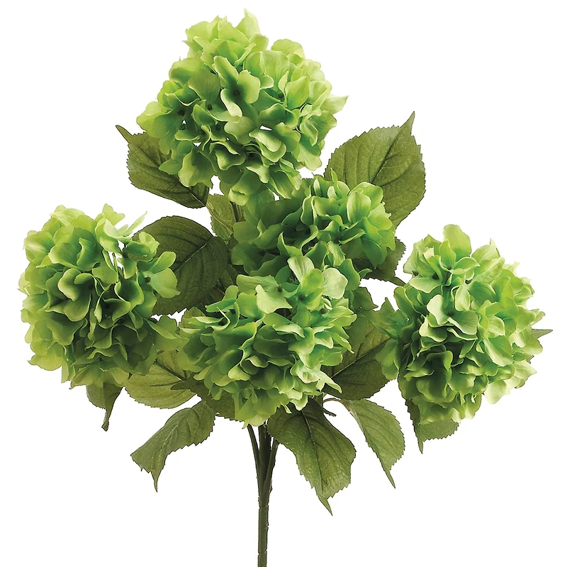 Green Hydrangea Bush