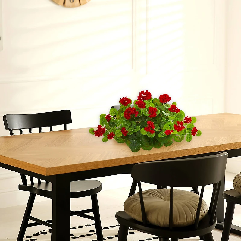 12" Geranium Ledge Plant