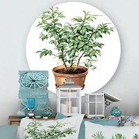 Designart - Ficus Benjamina In Clay Flowerpot