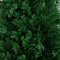 3ft. UV Resistant Cedar Plant Set with Integrated Ground Stake