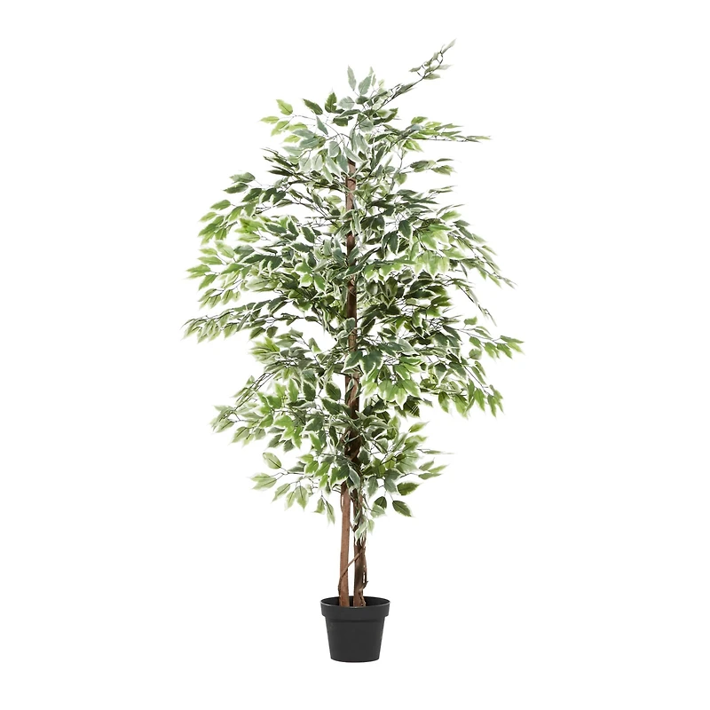 6ft. Potted Ficus Tree