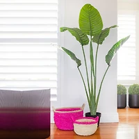 5ft. Potted Travelers Palm Tree