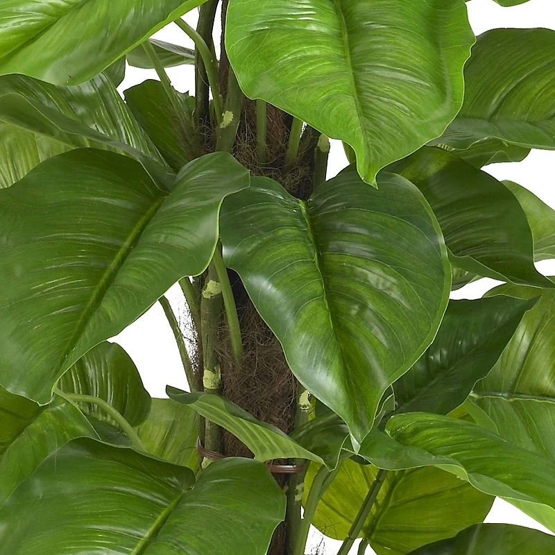 4.3ft. Potted Large Leaf Philodendron Plant