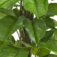 4.3ft. Potted Large Leaf Philodendron Plant