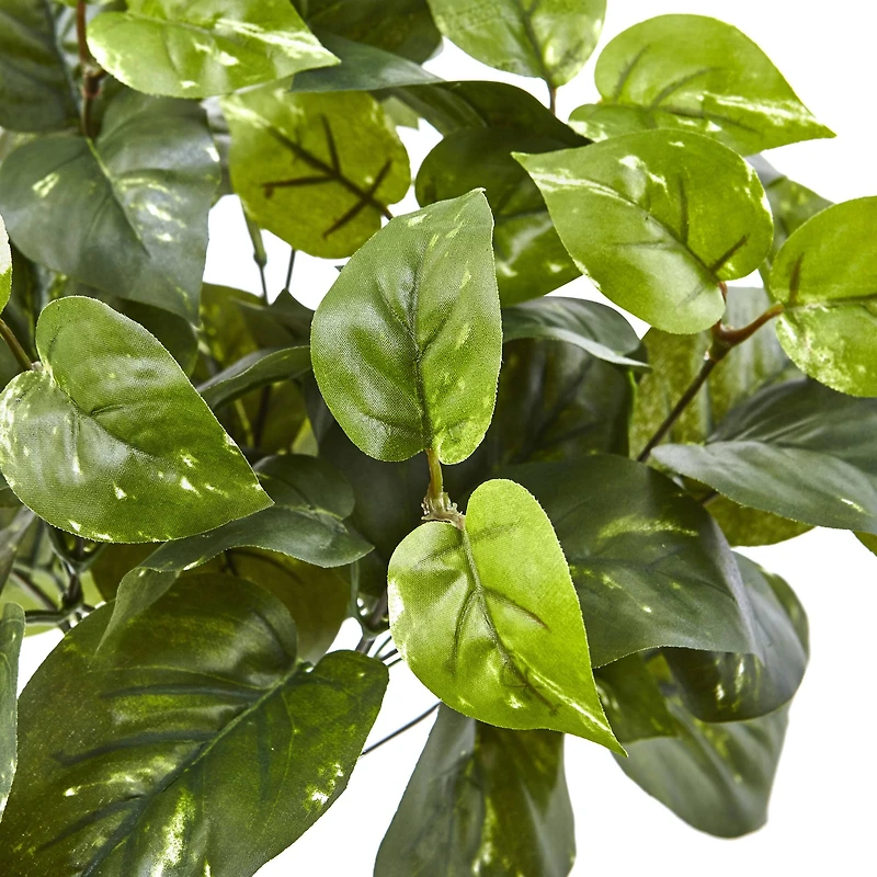 16" Pothos Bush, 6ct.