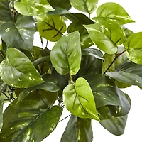 16" Pothos Bush, 6ct.