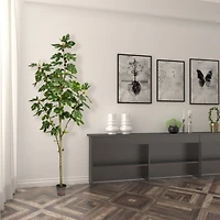 7ft. Potted Fig Tree