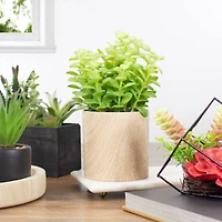 10" Green Privet Plant in Faux Wood Pot