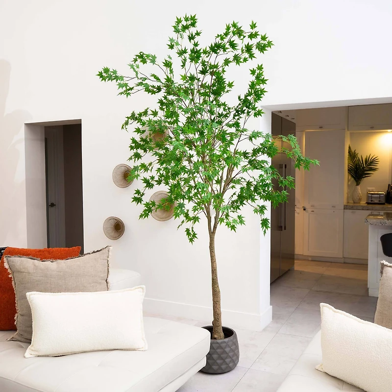 8ft. Potted Maple Tree