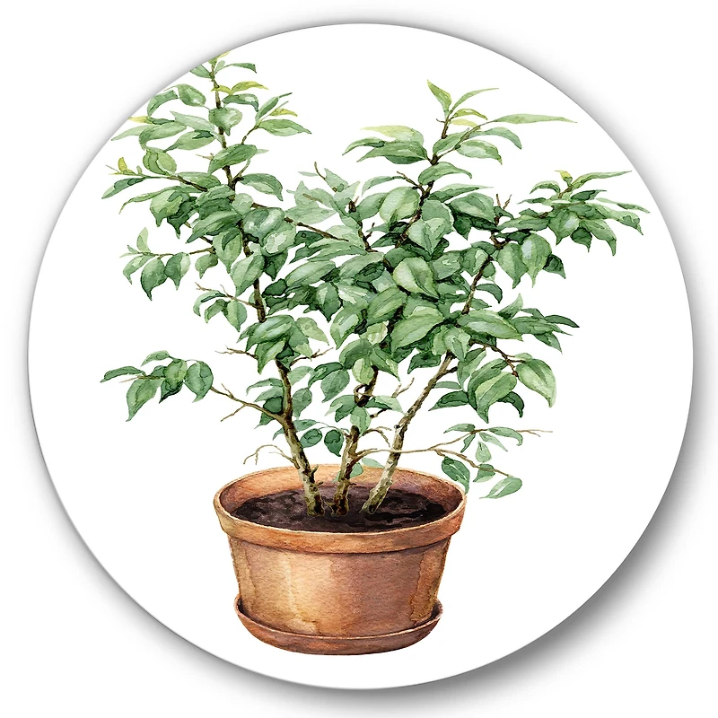 Designart - Ficus Benjamina In Clay Flowerpot