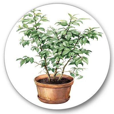 Designart - Ficus Benjamina In Clay Flowerpot