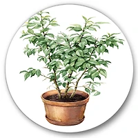 Designart - Ficus Benjamina In Clay Flowerpot