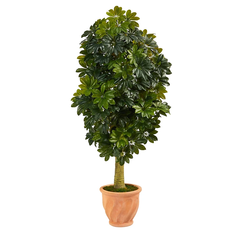 5ft. Umbrella Tree in Terra Cotta Planter
