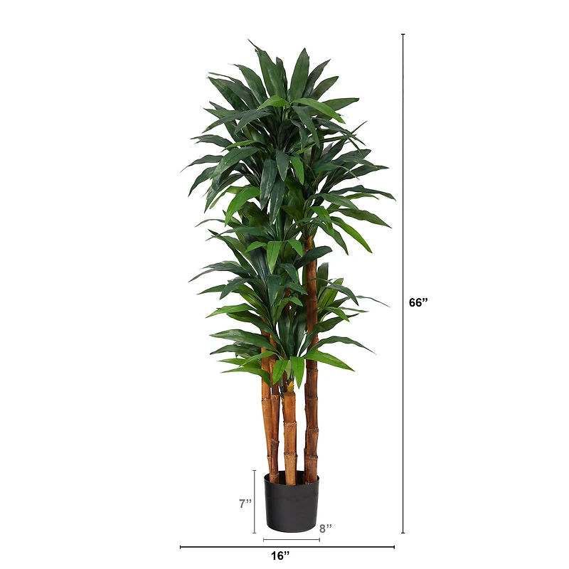 5.5ft. Potted Dragon Tree with Natural Cane Trunk